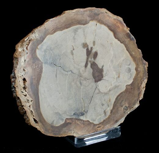 / Inch Unpolished Petrified Wood Slab - Oregon #3185